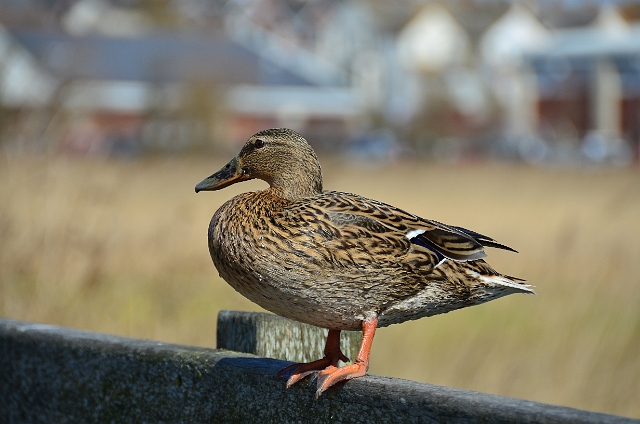 23 03 14_2522.JPG - FEMALE MALLARD - RADIPOLE RSPB RESERVE - WEYMOUTH, DORSET - SPRING 2014